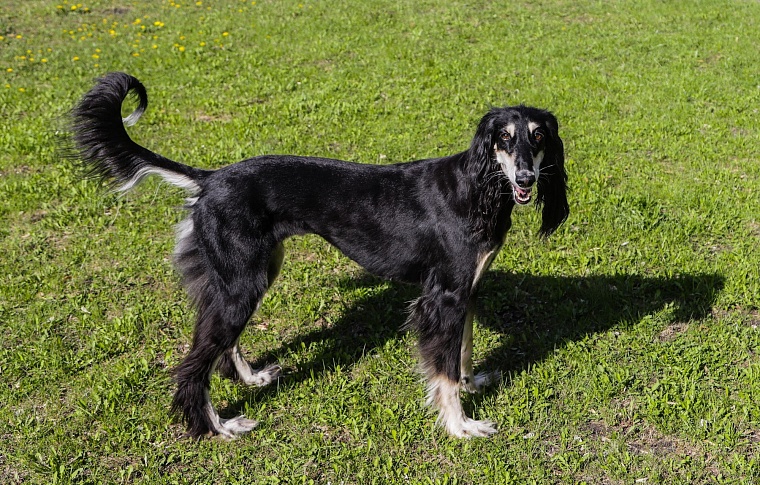 Знатная бельгийская аристократка привезла в Тюмень титул чемпиона