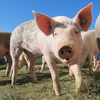 В продукции крупного свиноводческого предприятия Тюменской области обнаружили сальмонеллу