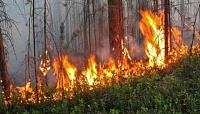 С наступлением жары в тюменских лесах вырос риск возникновения пожаров