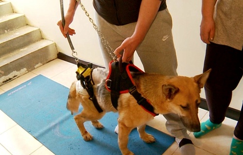 Собаке-инвалиду, которую нашли на ялуторовской трассе, сделали операцию