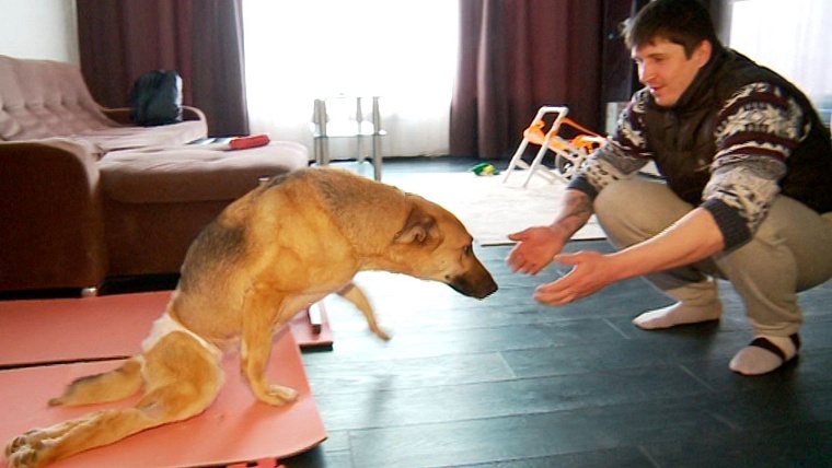 Собаке-инвалиду, которую нашли на ялуторовской трассе, сделали операцию