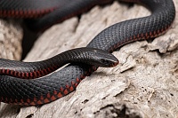 Герпетолог дал рекомендации на случай встречи со змеями на природе
