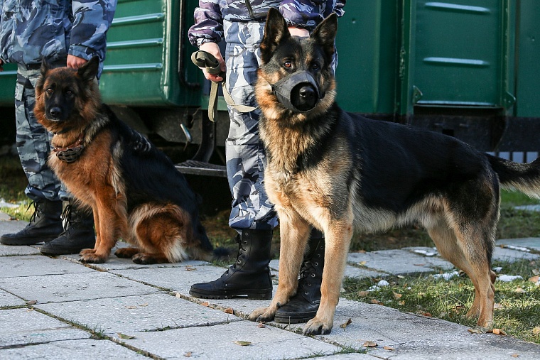 Тюменские конвоиры показали, как устроен автозак