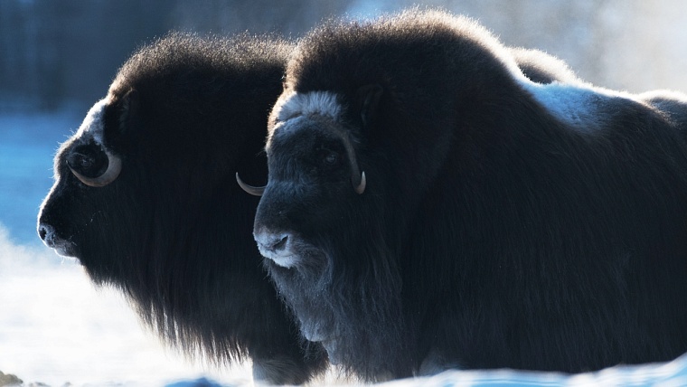 На Ямале подготовили план по расселению овцебыков до 2030 года