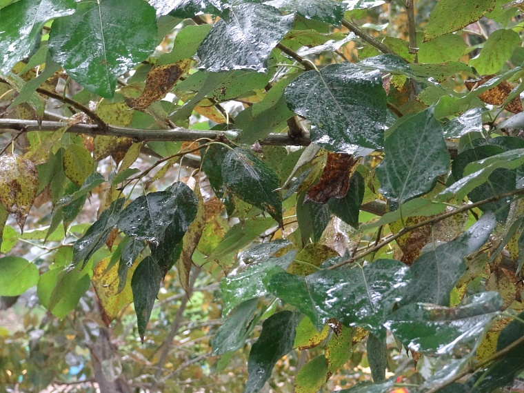 Народные приметы: туман над лесом - к изобилию грибов