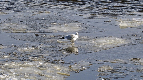 Народные приметы: к 9 апреля  реки вздуваются