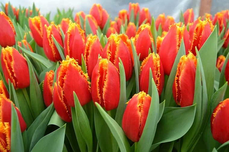 Особая подкормка. Как продлить цветение пионов