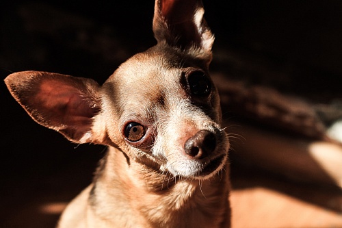 Как голос влияет на отношения хозяина с собакой