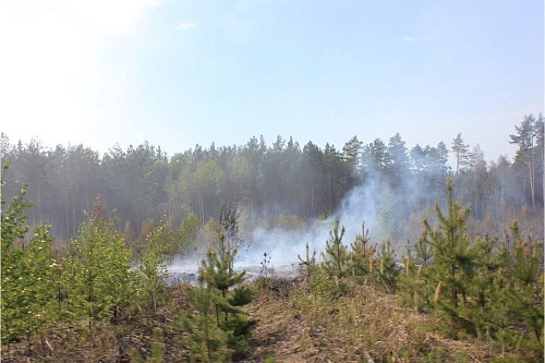 В Тюменской области продлили запрет на посещение лесов