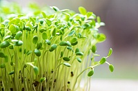 Как выращивать микрозелень: рекомендации для тюменцев