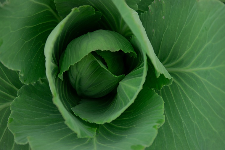 Как бороться с вредителями капусты и редиски: советы агронома