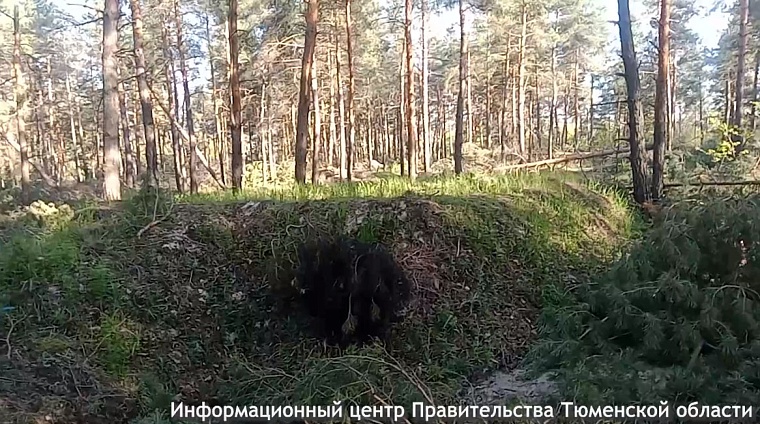 Николай Савченко показал, как маскируются блиндажи тюменских подразделений на СВО