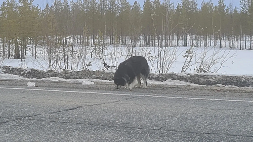 На трассе под Губкинским два года живет «ямальский Хатико»