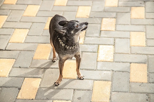 Тюменский грумер рассказала, как ведут себя разные собаки на процедурах красоты