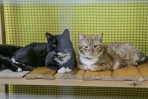 Котокафе "Мурка и Васька" может остаться без крыши