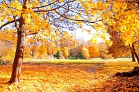 Народные приметы: в Михайлов день наблюдают, как падают листья с осины