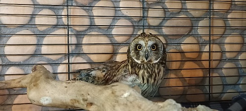 В Тюмени спасли болотную сову с одним крылом