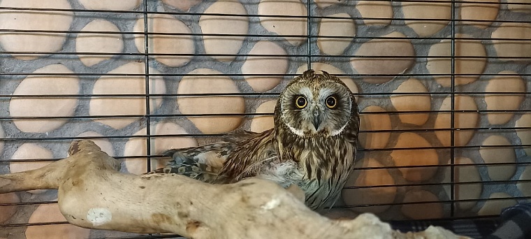 В Тюмени спасли болотную сову с одним крылом
