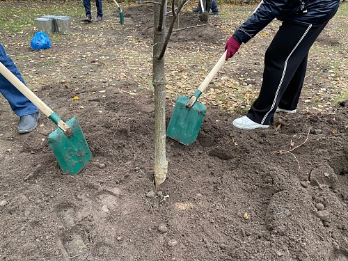 Тюменцы могут получить субсидии на посадку деревьев в своих дворах