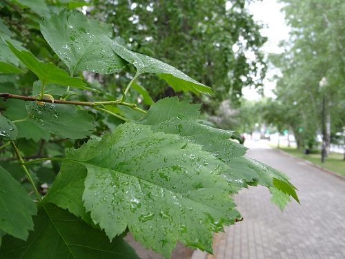 Народные приметы: Кирики - всегда мокродырики