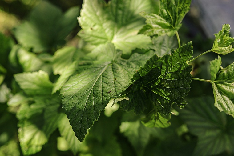 Не только подорожник и ромашка - тюменцев научат разбираться в лекарственных растениях региона