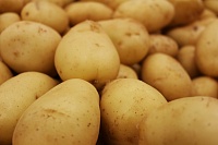 На Ямале создадут третий в России банк семенного картофеля