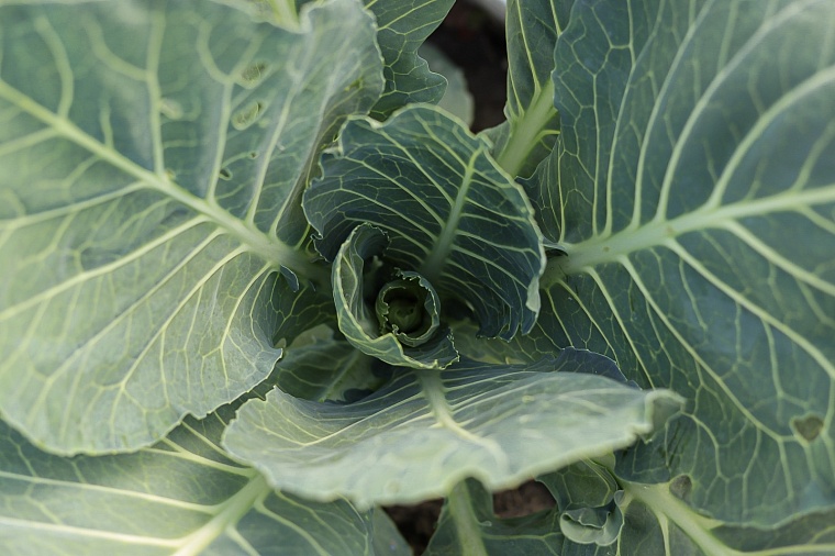 Почему не стоит закупать семена у коллекционеров