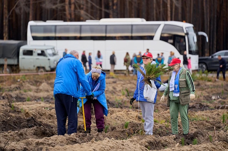 В Тюменском районе высадили 114 400 сеянцев сосны