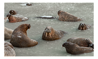 На Ямале изучают уникальность единственного в мире материкового лежбища атлантических моржей