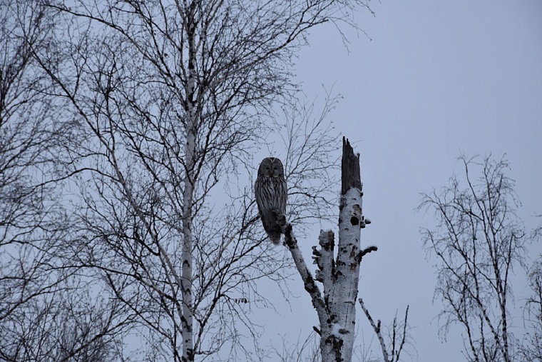 На фото длиннохвостая неясыть.