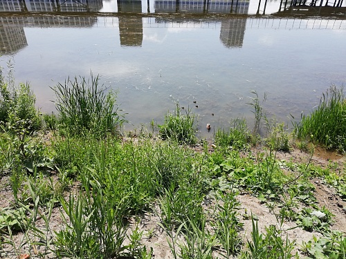 В пруду Войновском обнаружены кишечная палочка и колиформные бактерии