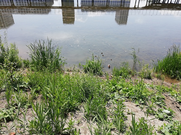 В пруду Войновском обнаружены кишечная палочка и колиформные бактерии