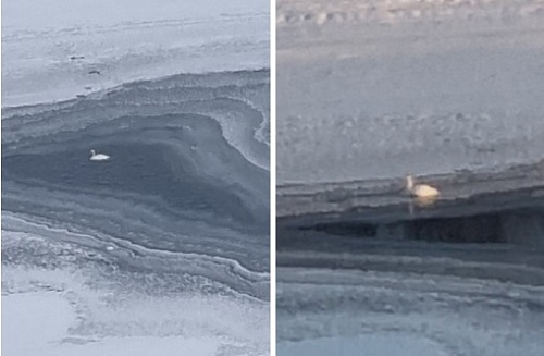 Тюменцы призывали спасти лебедя, который плавает в полынье Туры