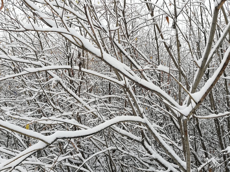 В Тюменской области отменили пожароопасный сезон