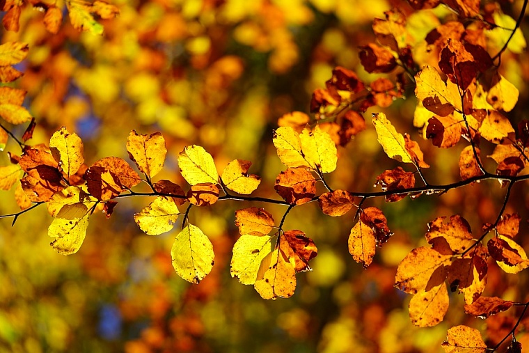 Фото: pixabay.com