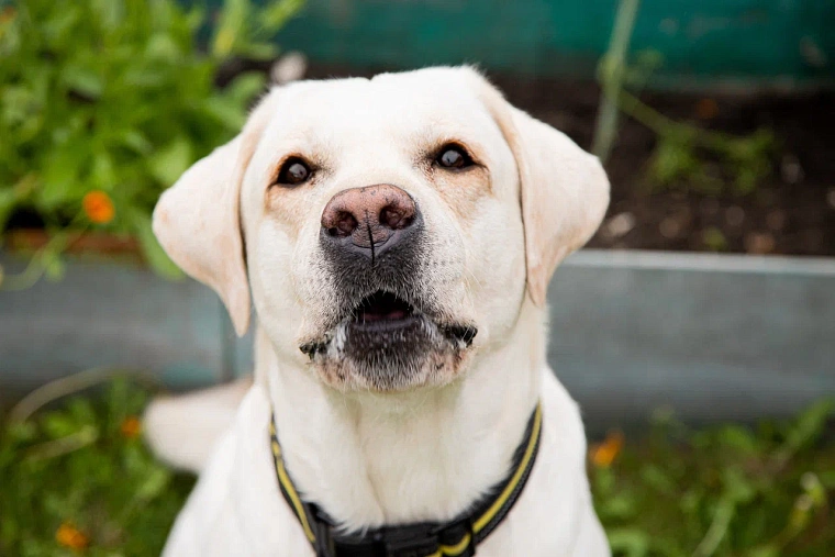 Собака закапывает кости? Как прекратить нежелательное поведение