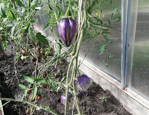 Россельхозцентр дал рекомендации тюменцам по подготовке теплицы к новому сезону