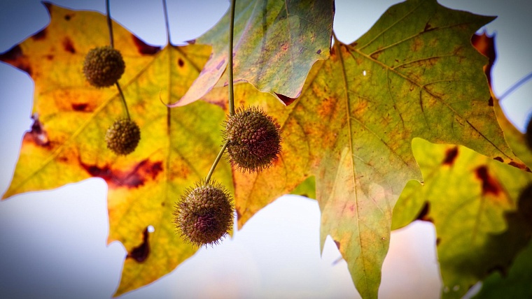 Фото с сайта Pixabay