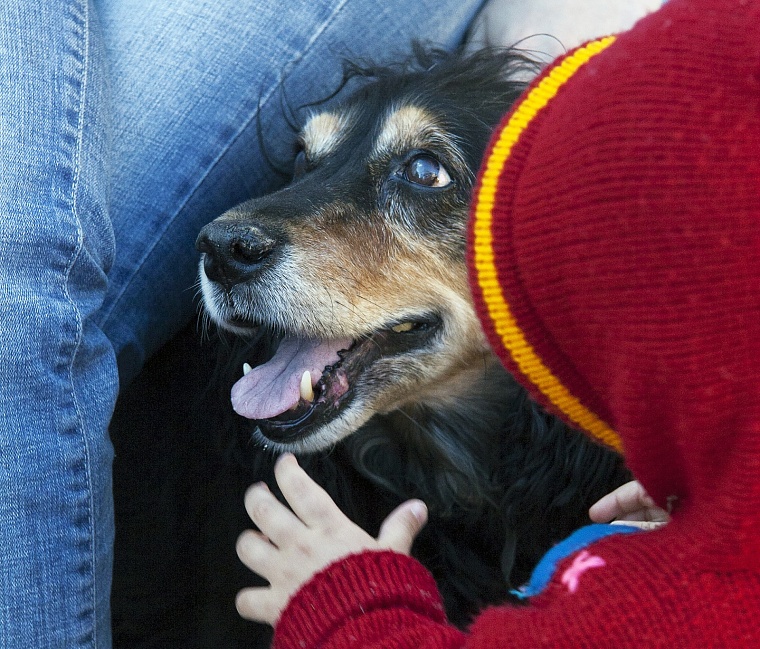 Кинолог: давать шашлык собакам запрещено