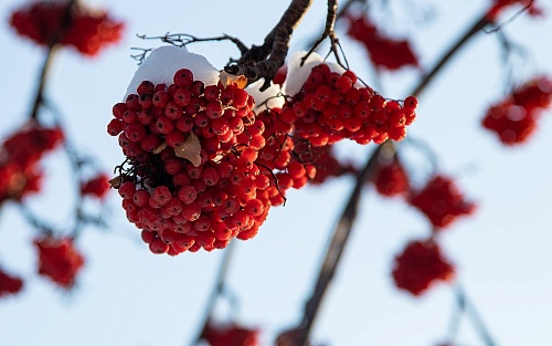 Тюменцы возмущены отсутствием школьной актировки