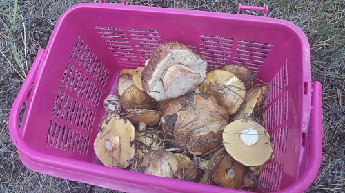 Природа побила свои же рекорды: под Тюменью появились белые грибы