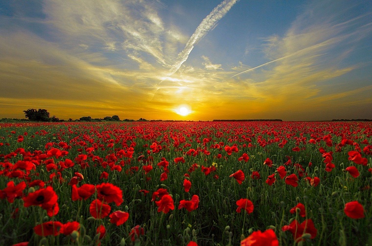 Фото: Pixabay