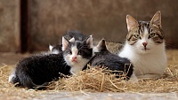Тюменцы могут облегчить жизнь кошек и собак в приютах