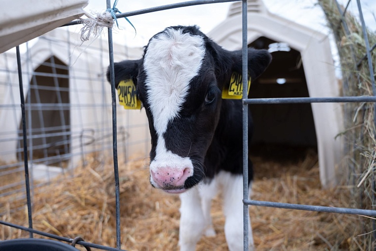 В Исетском районе запустили новый животноводческий комплекс