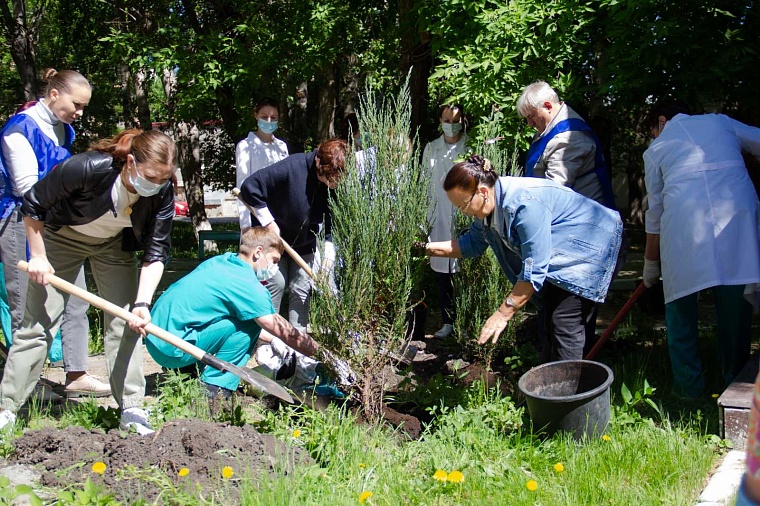 На территории тюменской ОКБ №1 высадили саженцы можжевельника и клена