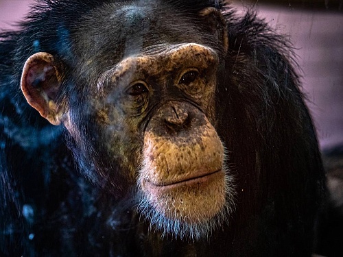 В Красноярске отметила 19-летие звезда парка «Роев ручей» - шимпанзе Анфиса