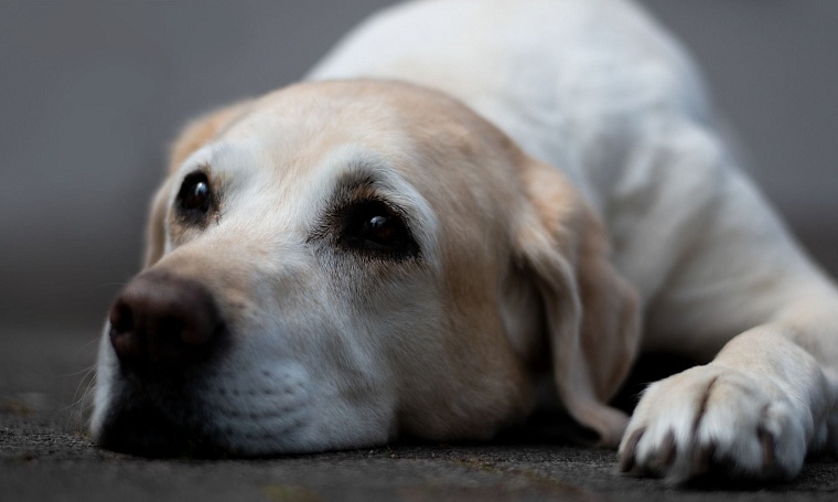 В Тюмени добро не уходит на каникулы
