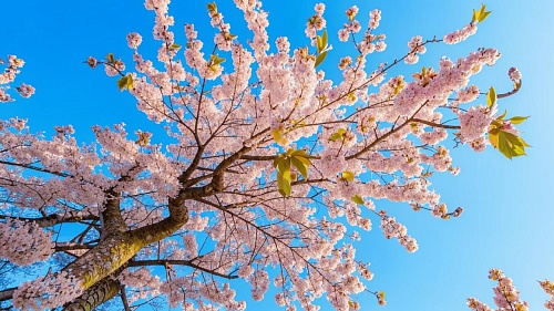 Скорая помощь вишне: чем помочь саду в холода