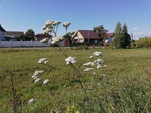 Специалист тюменского «Россельхозцентра» рассказала, как бороться с борщевиком