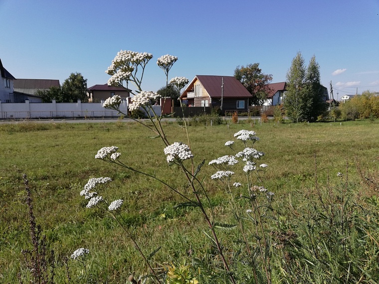 Специалист тюменского «Россельхозцентра» рассказала, как бороться с борщевиком